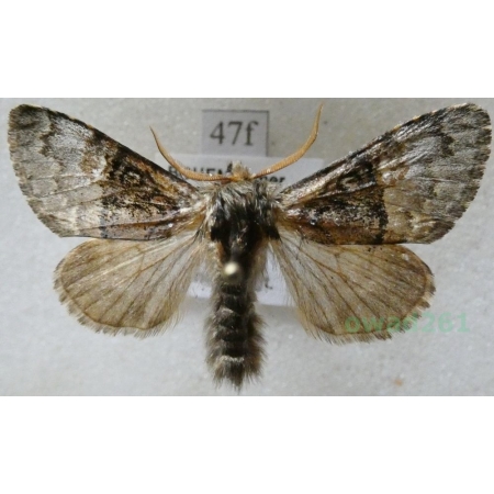 Colocasia coryli (Linnaeus, 1758) Połacica leszczynówka Czech47f